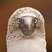 Blue-footed Booby